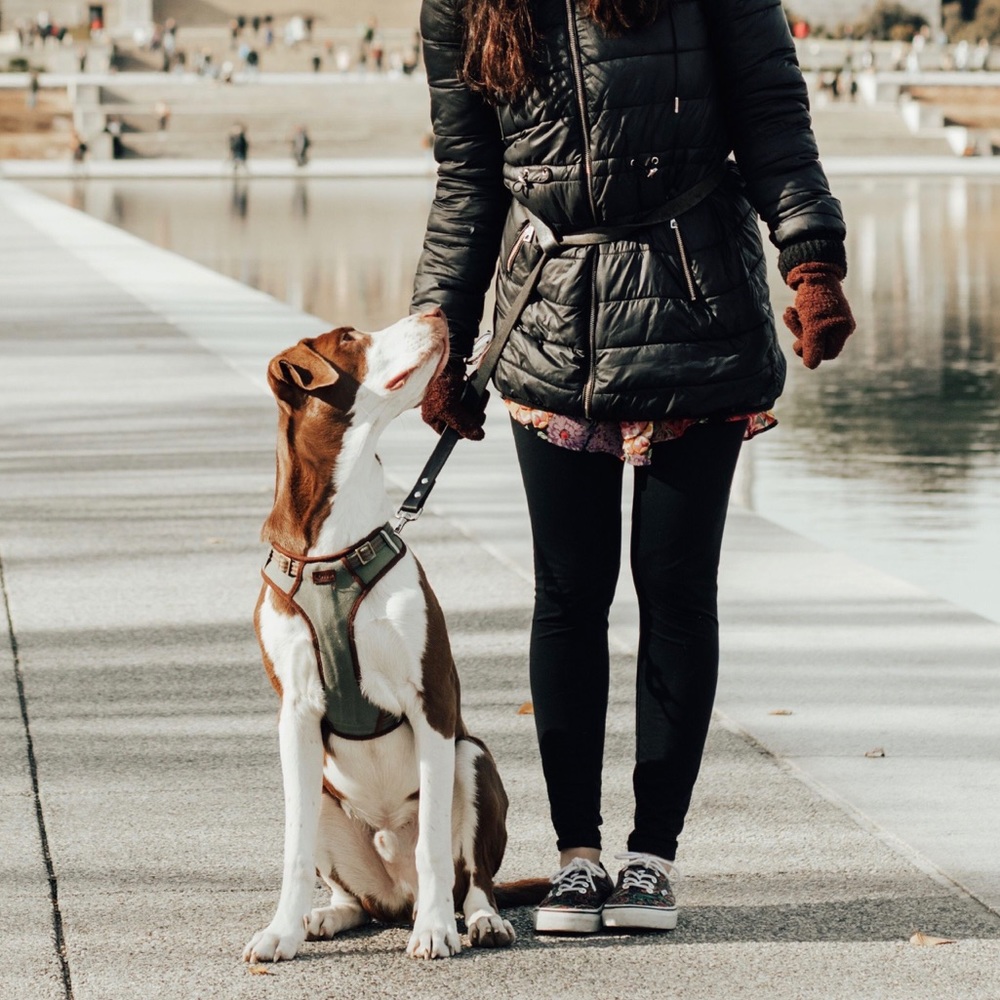 🐶Reddy Large Army Green Leather Dog Harness 🐶